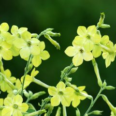 Nicotiana alata Lime Green em sementes