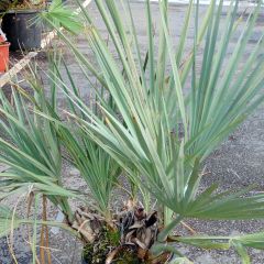 Nannorrhops ritchiana Silver - Palmeira-mazari