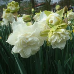 Narciso Duplo Obdam