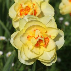Narciso Duplo Tahiti