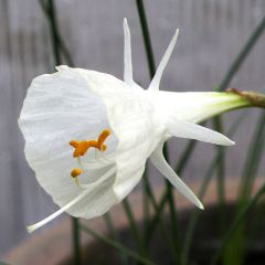 Narciso trombeta Cantabricus