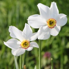 Narciso poético recurvus