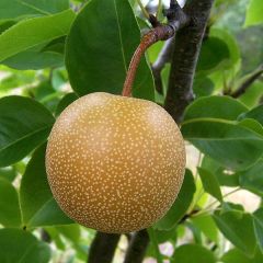 Pereira-japonesa Shinseiki Bio - Pyrus pyrifolia