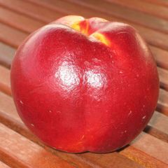 Nectarineira Fantasia - Prunus persica var. nucipersica