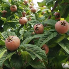 Nespereira Monstruosa de Evreinoff biológico - Mespilus germanica