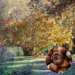 Nespereira Westerveld - Mespilus germanica
