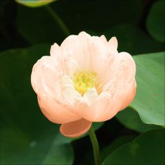 Lótus Pygmaea Cream