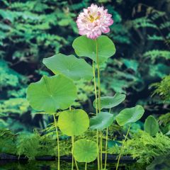 Lótus Rosa em sementes