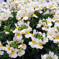 Nemésia Honey White