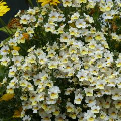 Nemésia Sunsatia Plus Little Vanilla