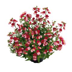 Nemésia Sunsatia Plus Berry Delight