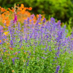 Nepeta faassenii Six Hills Giant