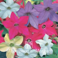 Nicotiana sanderae Eau De Cologne Mixed F1 Hybrid em sementes