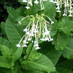Nicotiana sylvestris Only the Lonely - Tabaco-do-bosque