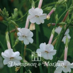 Nicotiana suaveolens em sementes - Tabaco-de-jardim