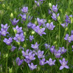 Nigella garidella Blue Stars em sementes