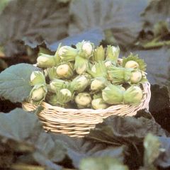 Aveleira Fértil de Coutard - Corylus avellana