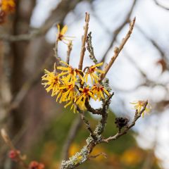 Hamamélis Pallida