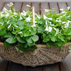 Oxalis triangularis subsp. papilionacea