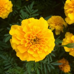 Cravo-túnico Durango Amarelo - Tagetes patula