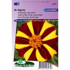 Cravo-túnico Mr Majestic em sementes - Tagetes patula nana