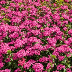 Dianthus barbatus Jolt Pink