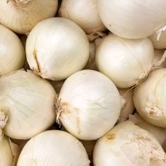 Cebola branca Tonda Musona