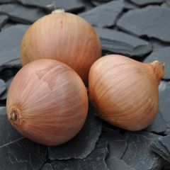 Cebola rosada Keravel, variedade aprovada pelo sindicato da cebola de Roscoff