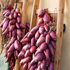 Cebola roxa Roxa de Florença raça de Simiane Vilmorin