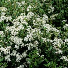 Olearia × haastii