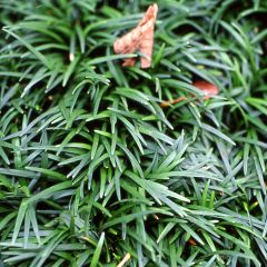 Ophiopogon japonicus Minor - Mondo
