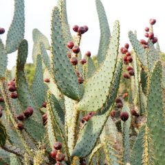 Opuntia engelmannii var. linguiformis