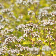 Origanum vulgare Aureum - Orégão