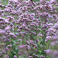Origanum vulgare Compactum - Orégão