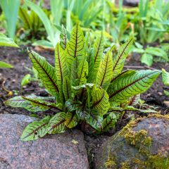 Azeda-vermelha - Rumex sanguineus