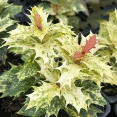 Osmanthus heterophyllus Tricolor