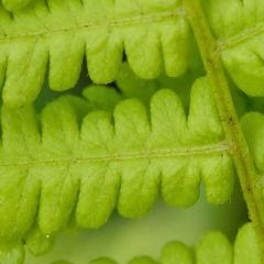Osmunda cinnamomea