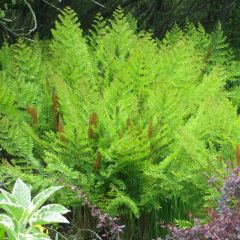 Osmunda regalis Purpurascens