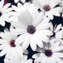 Margarida-do-cabo Cape Daisy Branco - Osteospermum ecklonis