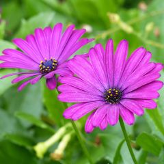 Margarida-do-cabo Deep Purple