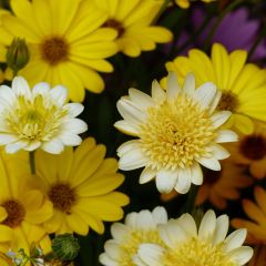 Margarida-do-cabo Summersmile Double Golden Yellow