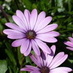 Margarida-do-cabo Summersmile Soft Violet