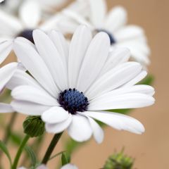 Margarida-do-cabo Glistening White em sementes