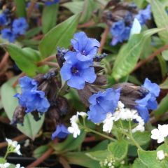Pulmonária Blue Ensign