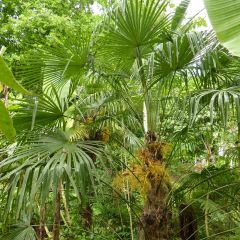 Trachycarpus fortunei - Palmeira-do-moinho