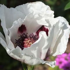 Papoila-oriental Perry's White