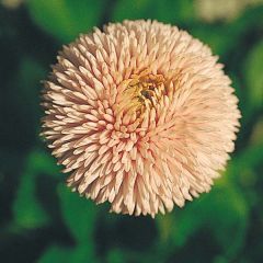 Bonina perennis Robella