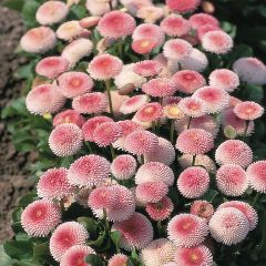 Bonina perennis Tasso Strawberries & Cream em minimottes
