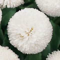 Bonina perennis Tasso Branca em minimottes