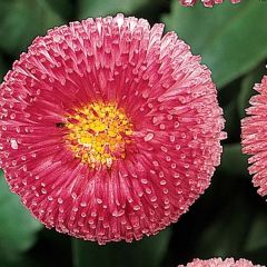 Bonina perennis Tasso Rosa em minimottes